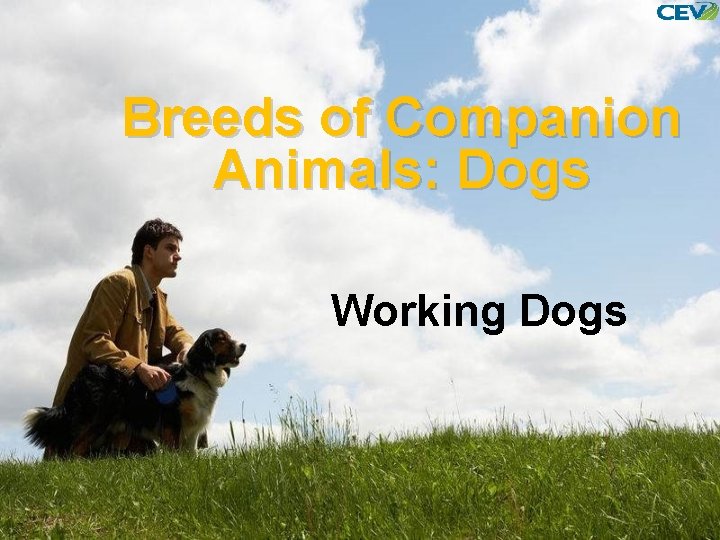 Breeds of Companion Animals: Dogs Working Dogs 