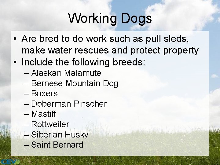 Working Dogs • Are bred to do work such as pull sleds, make water