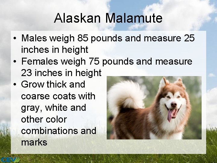 Alaskan Malamute • Males weigh 85 pounds and measure 25 inches in height •