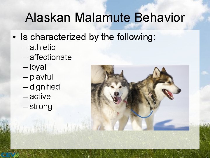 Alaskan Malamute Behavior • Is characterized by the following: – athletic – affectionate –