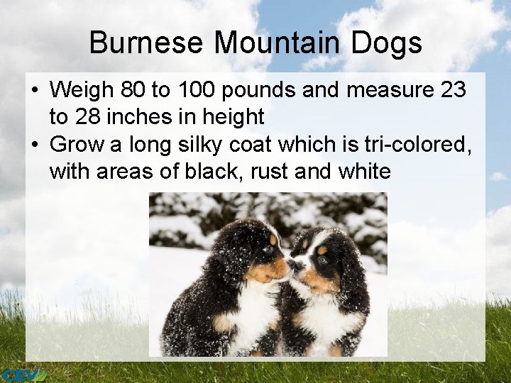 Burnese Mountain Dogs • Weigh 80 to 100 pounds and measure 23 to 28