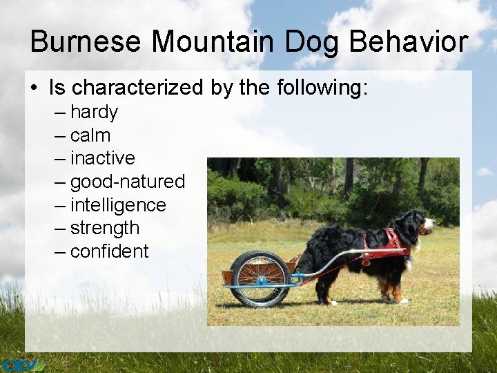 Burnese Mountain Dog Behavior • Is characterized by the following: – hardy – calm