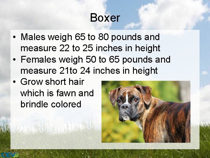 Boxer • Males weigh 65 to 80 pounds and measure 22 to 25 inches