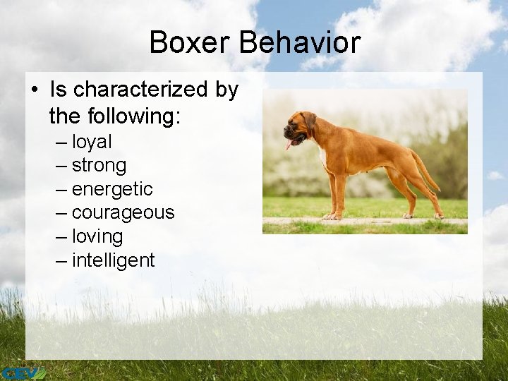 Boxer Behavior • Is characterized by the following: – loyal – strong – energetic