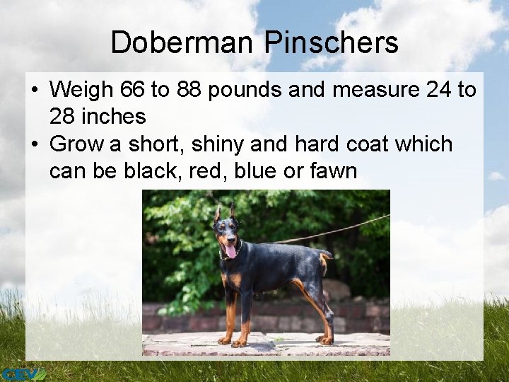 Doberman Pinschers • Weigh 66 to 88 pounds and measure 24 to 28 inches