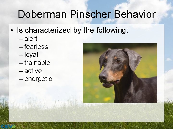 Doberman Pinscher Behavior • Is characterized by the following: – alert – fearless –