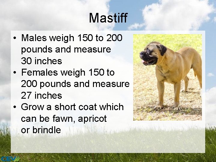 Mastiff • Males weigh 150 to 200 pounds and measure 30 inches • Females