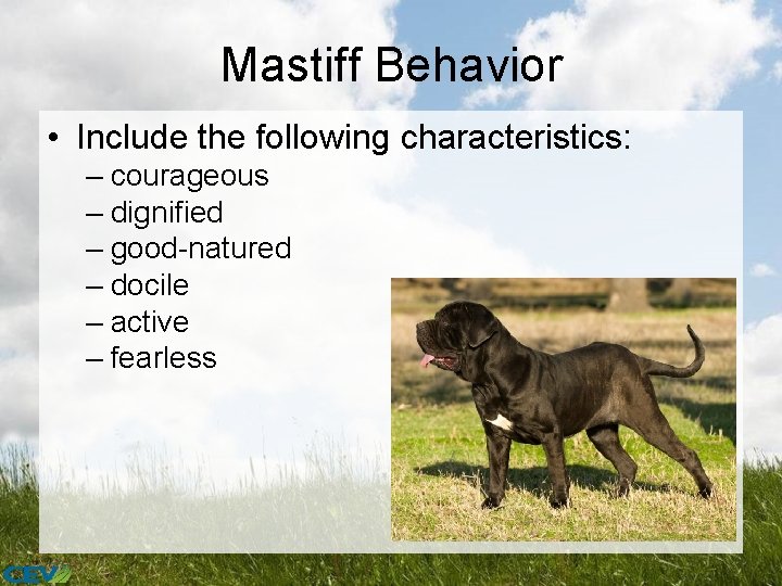 Mastiff Behavior • Include the following characteristics: – courageous – dignified – good-natured –