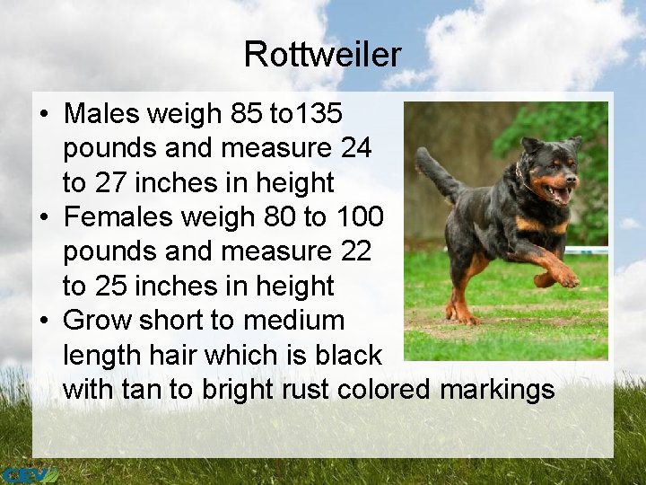 Rottweiler • Males weigh 85 to 135 pounds and measure 24 to 27 inches