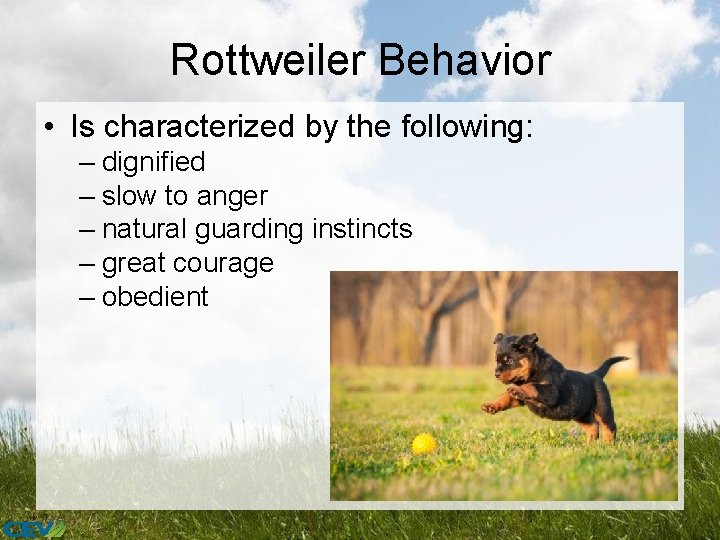 Rottweiler Behavior • Is characterized by the following: – dignified – slow to anger