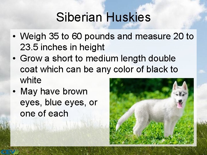 Siberian Huskies • Weigh 35 to 60 pounds and measure 20 to 23. 5