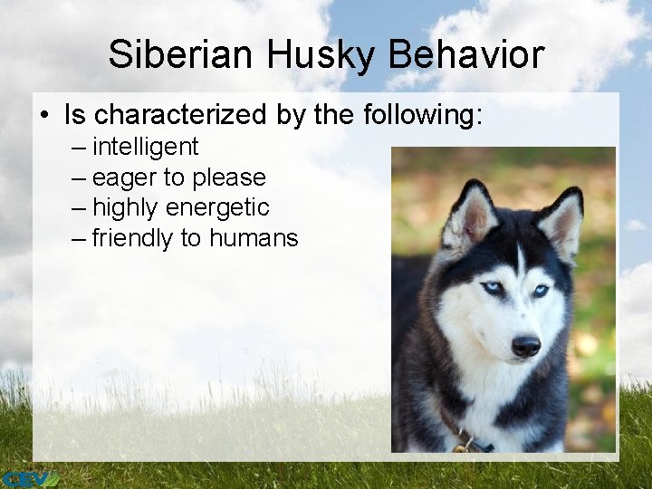 Siberian Husky Behavior • Is characterized by the following: – intelligent – eager to