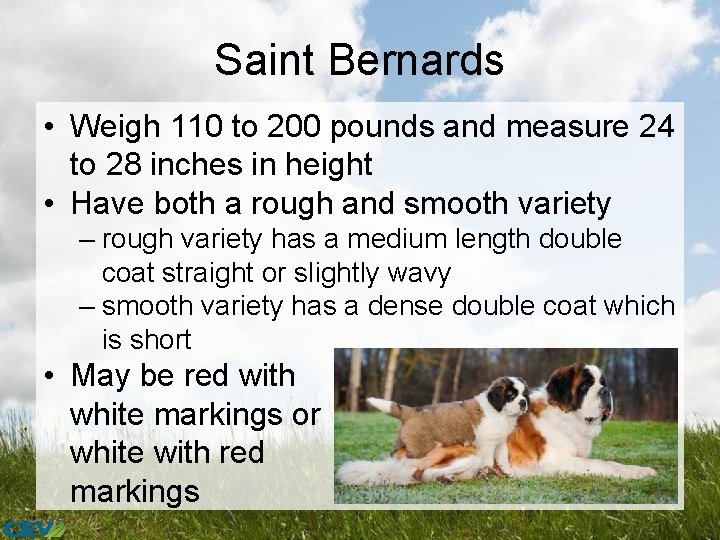 Saint Bernards • Weigh 110 to 200 pounds and measure 24 to 28 inches