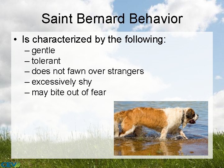 Saint Bernard Behavior • Is characterized by the following: – gentle – tolerant –