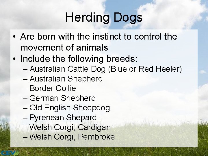 Herding Dogs • Are born with the instinct to control the movement of animals