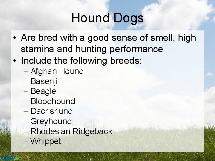 Hound Dogs • Are bred with a good sense of smell, high stamina and