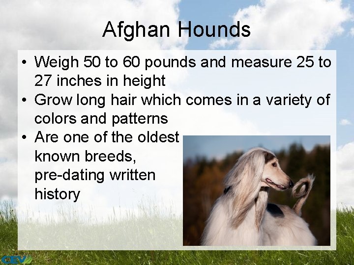 Afghan Hounds • Weigh 50 to 60 pounds and measure 25 to 27 inches