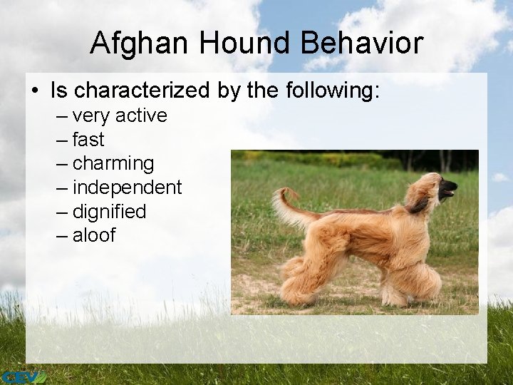 Afghan Hound Behavior • Is characterized by the following: – very active – fast