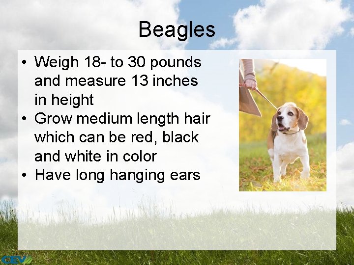 Beagles • Weigh 18 - to 30 pounds and measure 13 inches in height