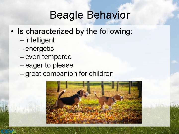 Beagle Behavior • Is characterized by the following: – intelligent – energetic – even