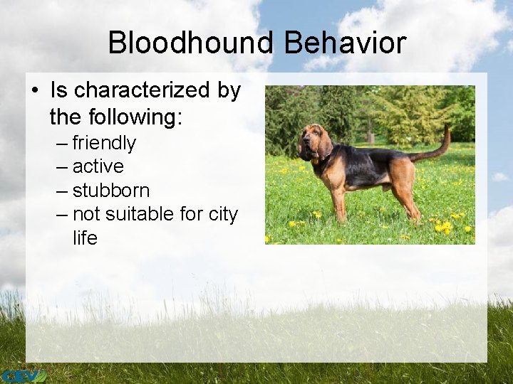 Bloodhound Behavior • Is characterized by the following: – friendly – active – stubborn