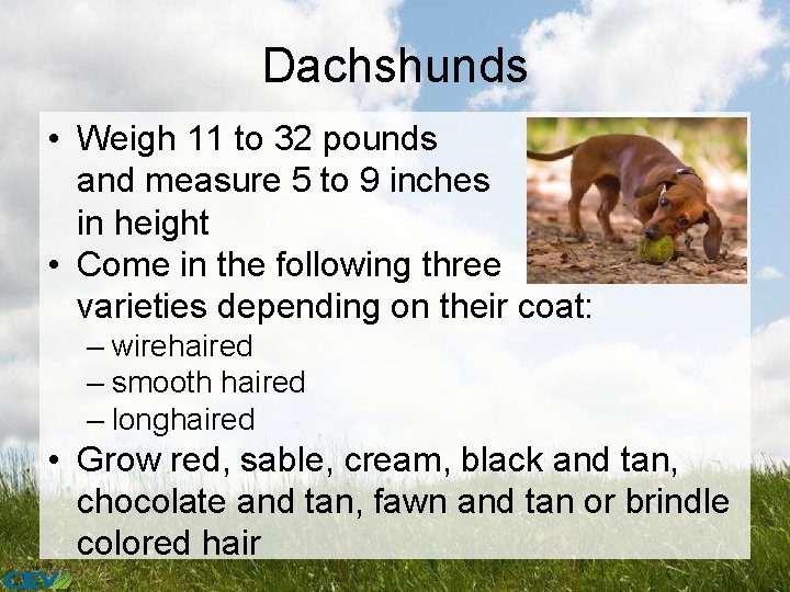Dachshunds • Weigh 11 to 32 pounds and measure 5 to 9 inches in