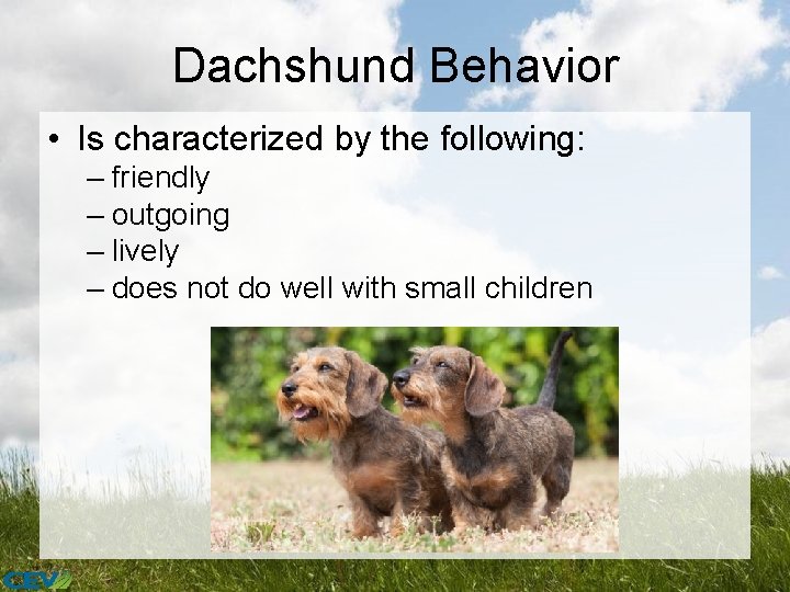 Dachshund Behavior • Is characterized by the following: – friendly – outgoing – lively