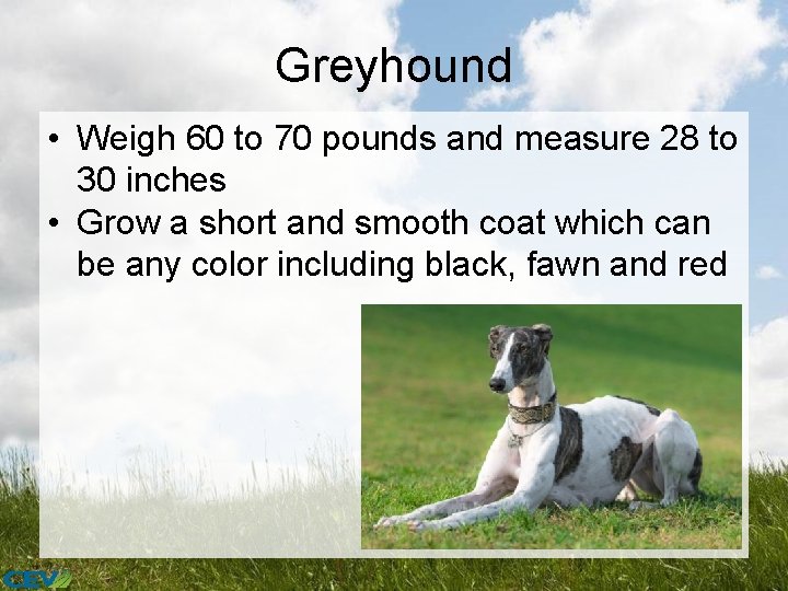 Greyhound • Weigh 60 to 70 pounds and measure 28 to 30 inches •