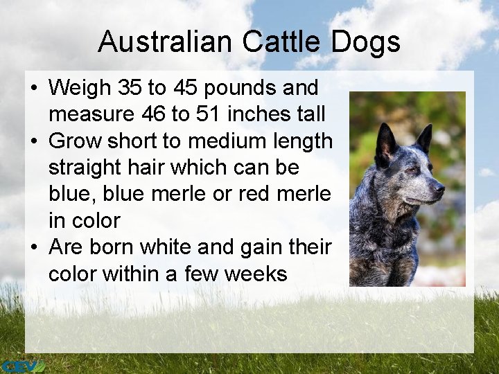 Australian Cattle Dogs • Weigh 35 to 45 pounds and measure 46 to 51