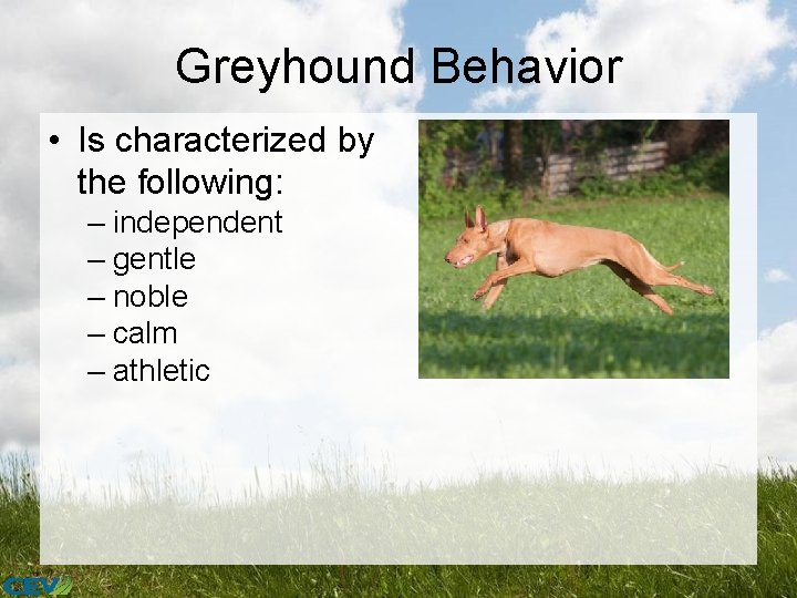 Greyhound Behavior • Is characterized by the following: – independent – gentle – noble