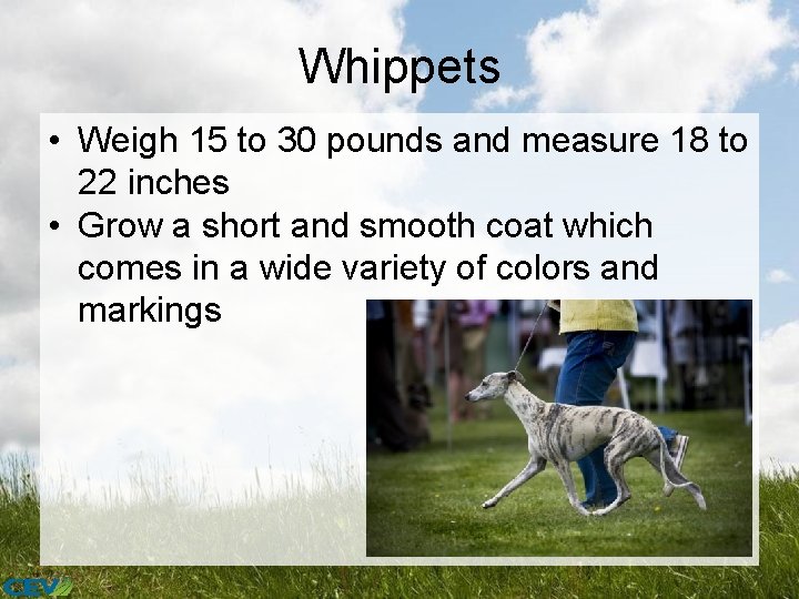 Whippets • Weigh 15 to 30 pounds and measure 18 to 22 inches •