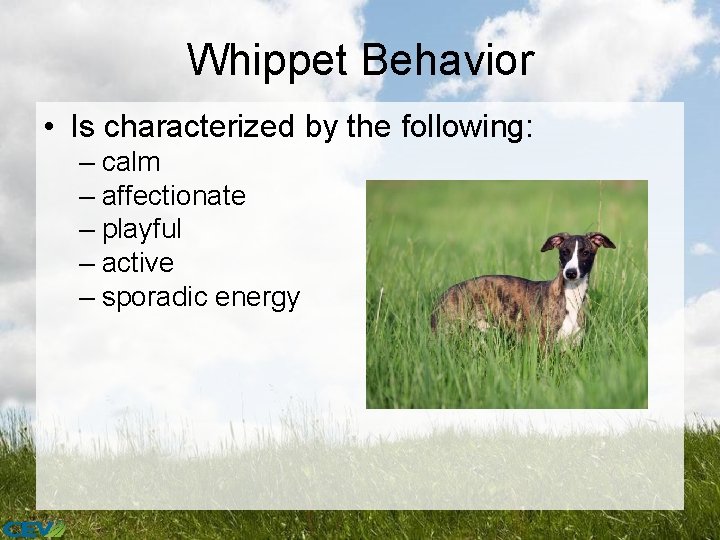 Whippet Behavior • Is characterized by the following: – calm – affectionate – playful