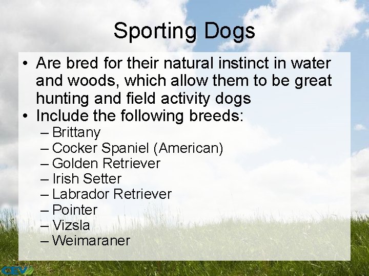 Sporting Dogs • Are bred for their natural instinct in water and woods, which