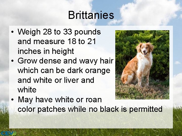 Brittanies • Weigh 28 to 33 pounds and measure 18 to 21 inches in