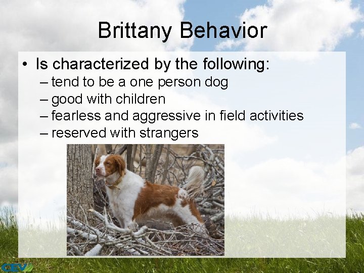 Brittany Behavior • Is characterized by the following: – tend to be a one