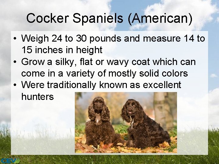 Cocker Spaniels (American) • Weigh 24 to 30 pounds and measure 14 to 15