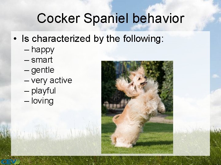 Cocker Spaniel behavior • Is characterized by the following: – happy – smart –