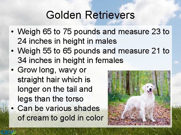 Golden Retrievers • Weigh 65 to 75 pounds and measure 23 to 24 inches