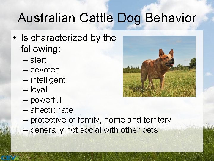 Australian Cattle Dog Behavior • Is characterized by the following: – alert – devoted