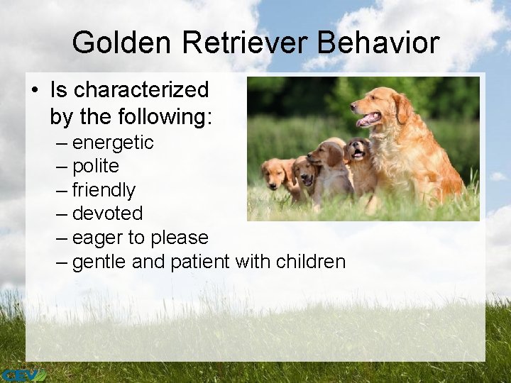 Golden Retriever Behavior • Is characterized by the following: – energetic – polite –