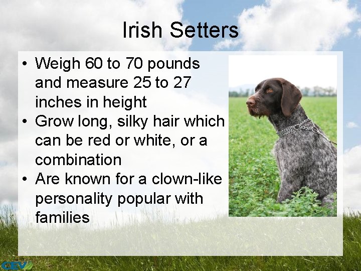 Irish Setters • Weigh 60 to 70 pounds and measure 25 to 27 inches