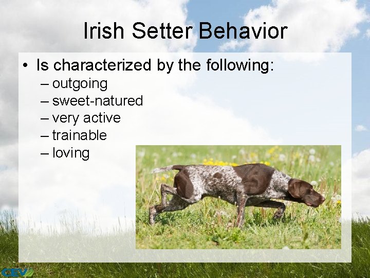 Irish Setter Behavior • Is characterized by the following: – outgoing – sweet-natured –