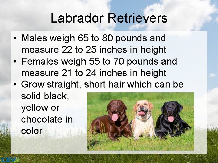 Labrador Retrievers • Males weigh 65 to 80 pounds and measure 22 to 25