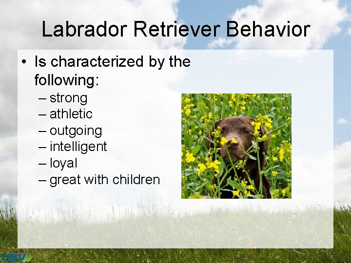 Labrador Retriever Behavior • Is characterized by the following: – strong – athletic –