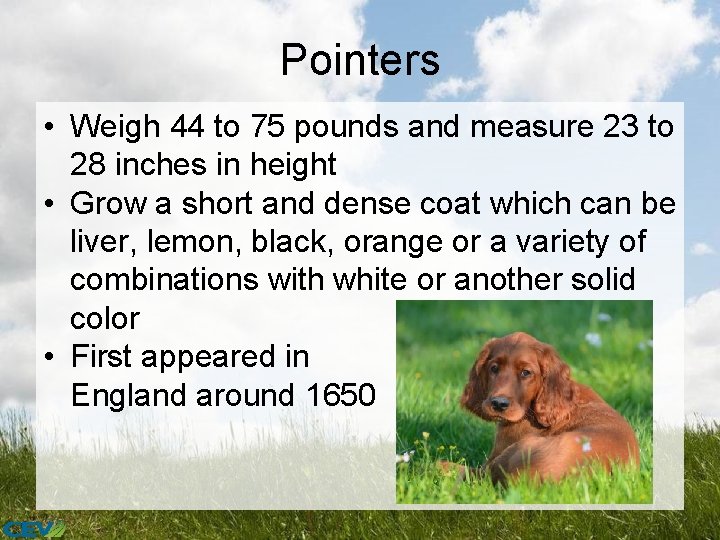 Pointers • Weigh 44 to 75 pounds and measure 23 to 28 inches in