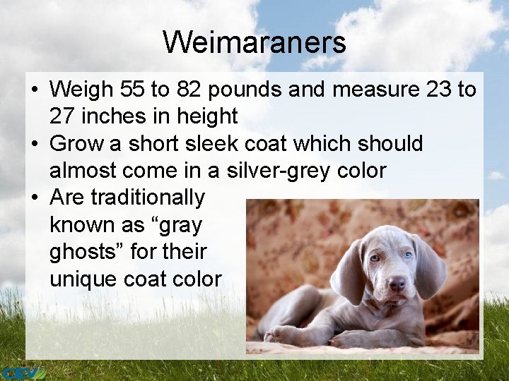 Weimaraners • Weigh 55 to 82 pounds and measure 23 to 27 inches in
