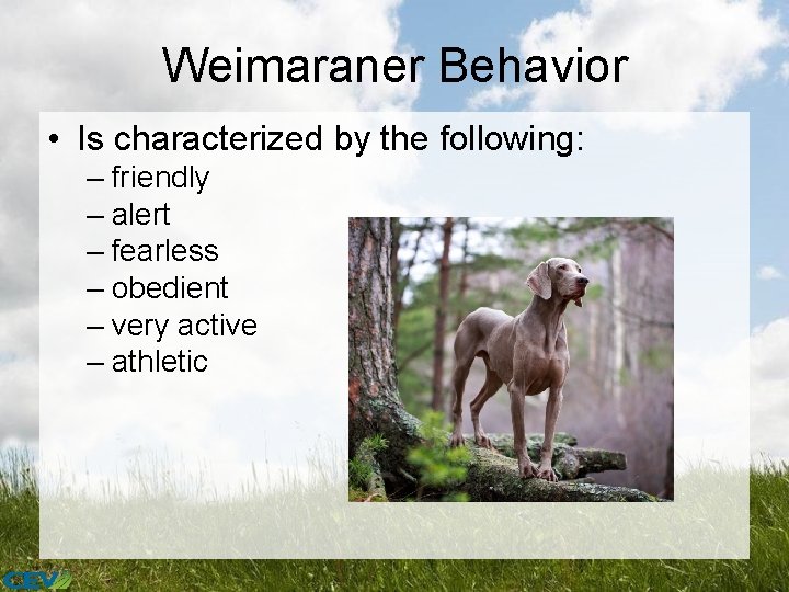 Weimaraner Behavior • Is characterized by the following: – friendly – alert – fearless