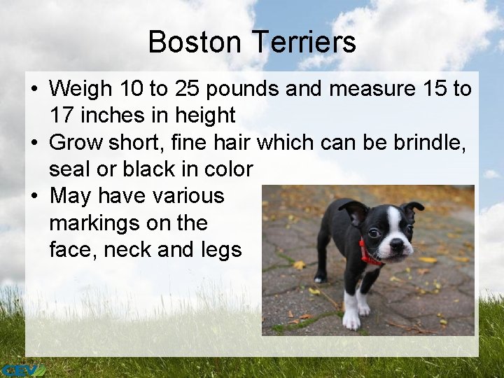 Boston Terriers • Weigh 10 to 25 pounds and measure 15 to 17 inches