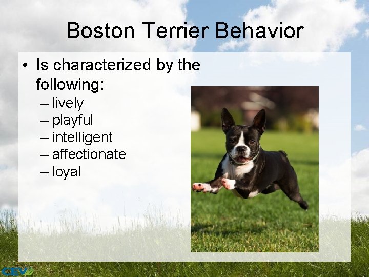 Boston Terrier Behavior • Is characterized by the following: – lively – playful –