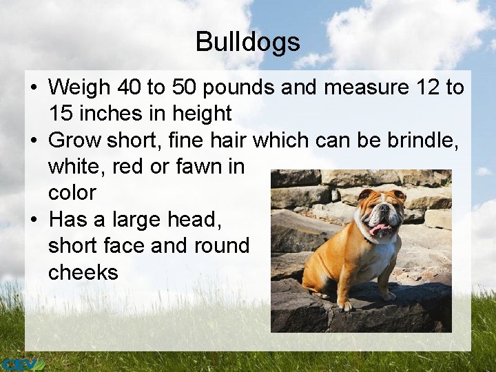 Bulldogs • Weigh 40 to 50 pounds and measure 12 to 15 inches in